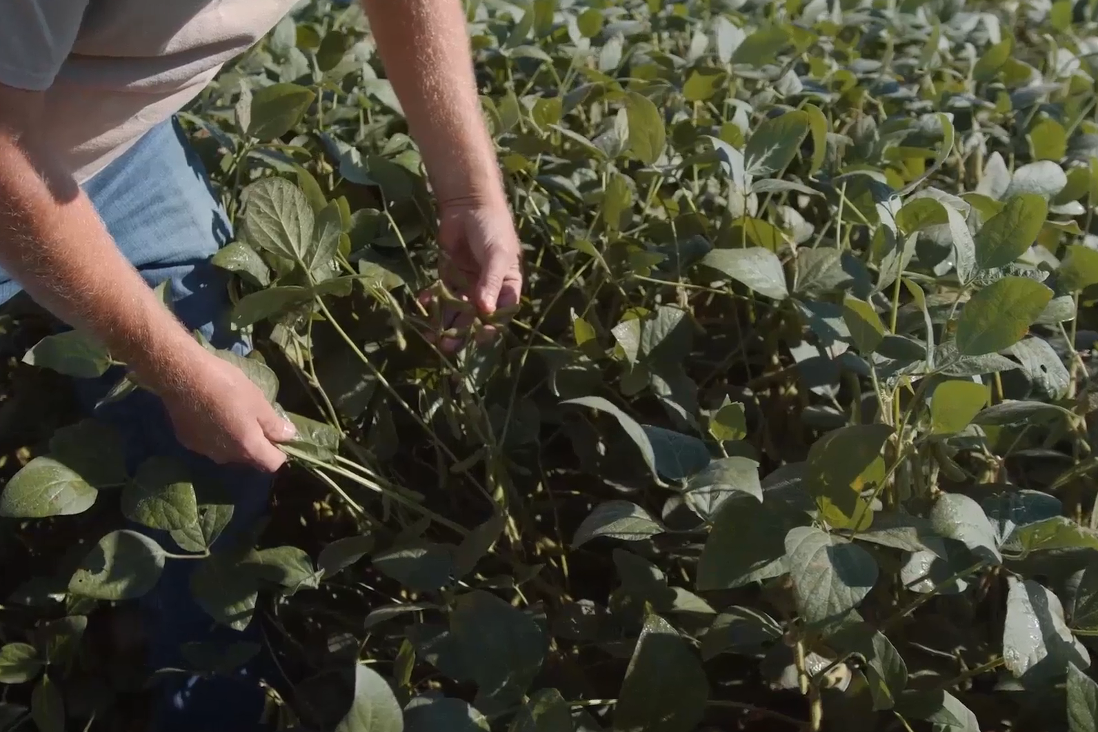 Close up of man kneeling in High Oleic Soybean field touching the leaves.